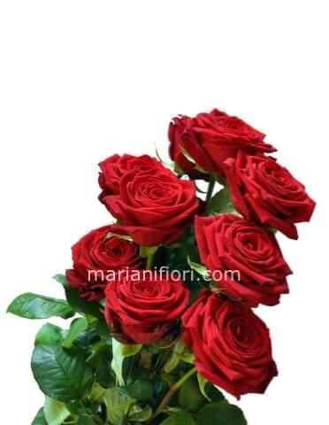 Rose rosse a gambo lungo da comporre in mazzo per numero di steli alteza 80cm