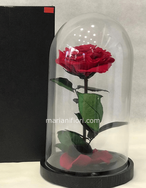 Rosa incantata grande