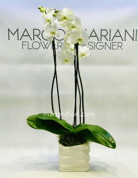 Pianta di Phaleonopsis,