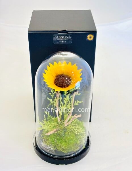 Girsasole Stabilizzato e vegetazione formato piccolo. 25 cm