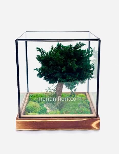 BONSAI JUNIPERUS 20X20H23 IN THECA GLASS STABILIZZATO